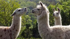 Un lama se fait dévorer par une dizaine de chiens