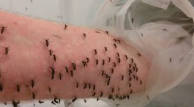 un-scientifique-se-fait-volontairement-piquer-par-des-milliers-de-moustiques-pour-trouver-vaccin