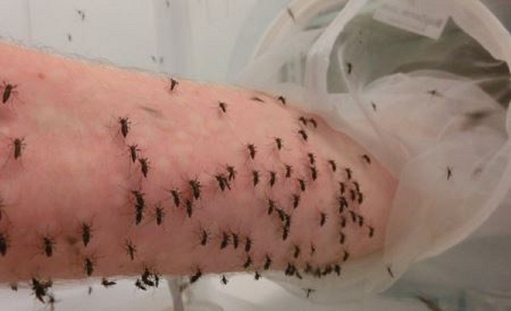 un-scientifique-se-fait-volontairement-piquer-par-des-milliers-de-moustiques-pour-trouver-vaccin