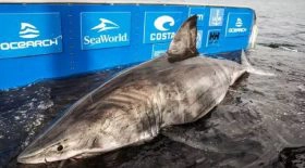 une-equipe-de-recherche-capture-un-grand-requin-blanc-d15-tonnes-et-de-5-m-long