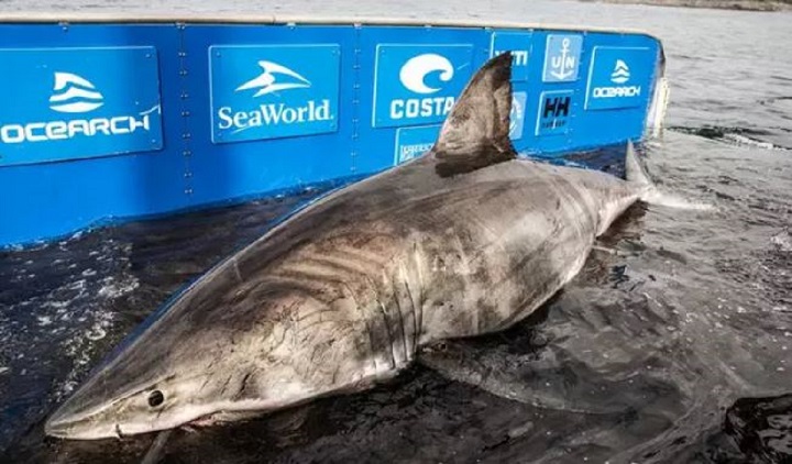 une-equipe-de-recherche-capture-un-grand-requin-blanc-d15-tonnes-et-de-5-m-long
