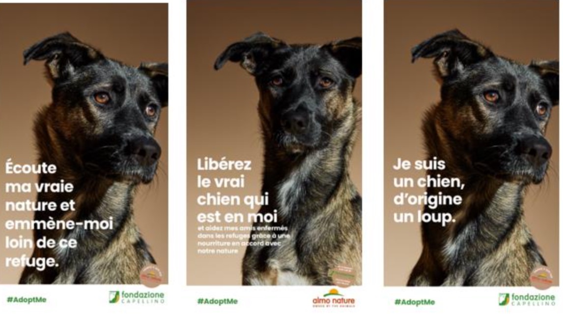 Chiens et chats prennent la parole dans une campagne