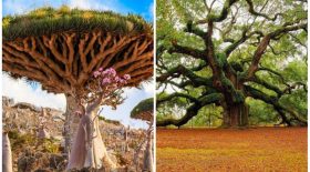 Ces 17 arbres sont hors du commun!