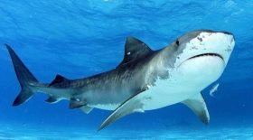 Elle se fait mordre la jambe par un requin-tigre