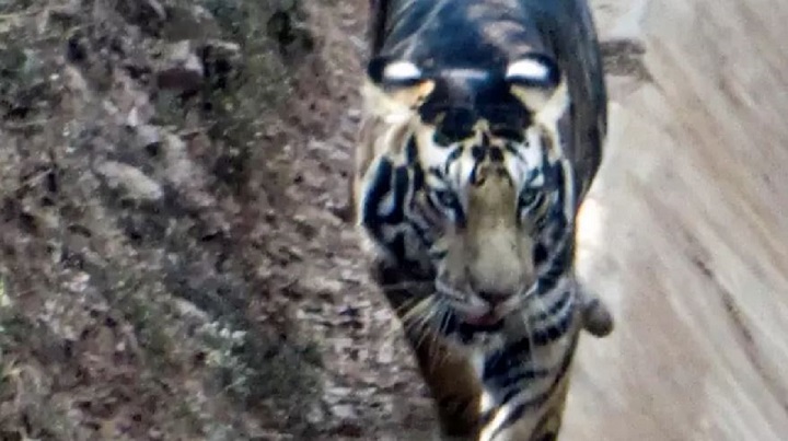 exceptionnel-une-rare-photo-dun-tigre-noir-immortalise-inde