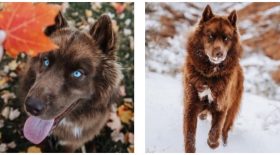 Husky de Sibérie