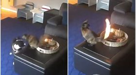 Alors qu'il joue, la queue de ce chat s'enflamme soudainement