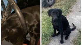 La tête de ce chien reste coincée dans un volant