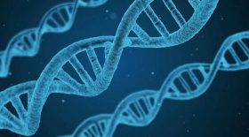 les-scientifiques-parviennent-a-creer-des-hybrides-hommes-moutons-laboratoire