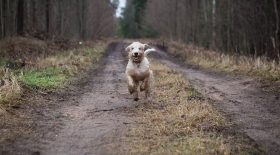 lors-dune-balade-en-foret-son-chien-trouve-un-oiseau-mort-et-pire-se-produit