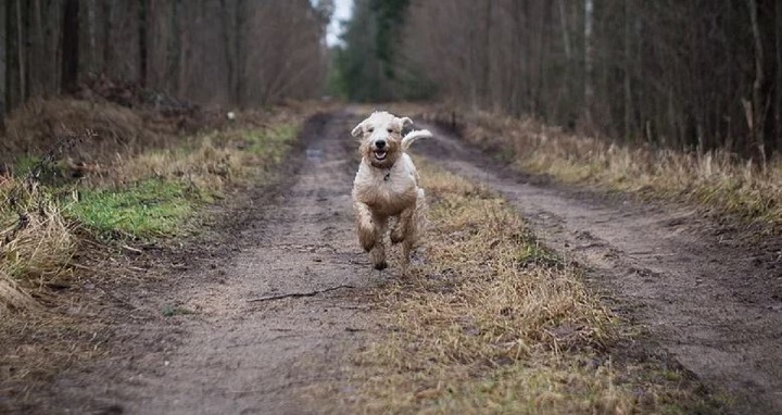 lors-dune-balade-en-foret-son-chien-trouve-un-oiseau-mort-et-pire-se-produit