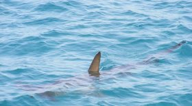 requin
