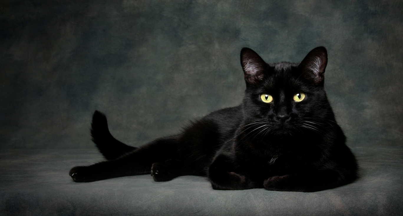 D'où vient la peur des chats noirs ?