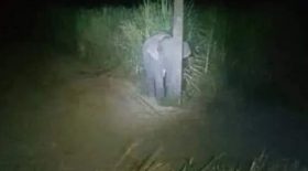 surpris-en-train-de-manger-de-la-canne-a-sucre-un-elephant-se-cache-derriere-un-poteau-electrique