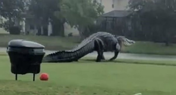 un-alligator-geant-se-promene-sur-un-terrain-de-golf-et-terrorise-les-internautes