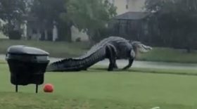 un-alligator-geant-se-promene-sur-un-terrain-de-golf-et-terrorise-les-internautes