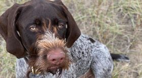 un-braque-allemand-parvient-a-retrouver-piste-dun-chiot-perdu-depuis-plusieurs-semaines