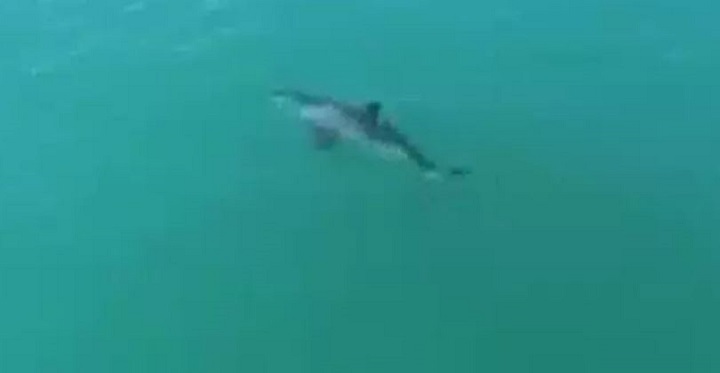 un-grand-requin-blanc-fuit-devant-un-drone-avec-une-pointe-a-20-km-h