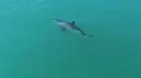 un-grand-requin-blanc-fuit-devant-un-drone-avec-une-pointe-a-20-km-h