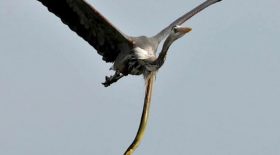 une-anguille-serpent-se-fait-avaler-par-heron-et-reussi-a-percer-estomac-pour-sechapper