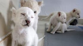 4-lionceaux-blancs-nes-en-captivite-font-leurs-premiers-pas-public