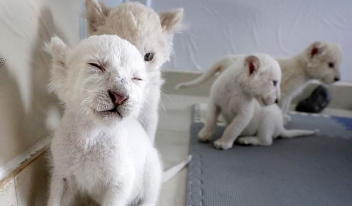 4-lionceaux-blancs-nes-en-captivite-font-leurs-premiers-pas-public