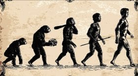 animal-evolution