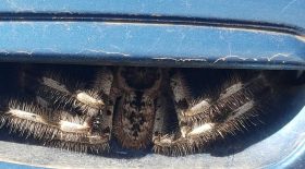 decouvre araignée géante porte voiture