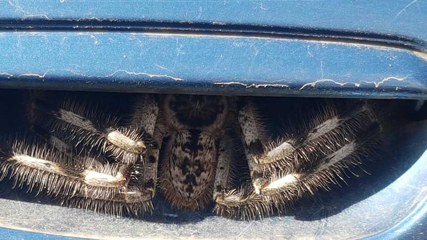 Une femme trouve une énorme araignée cachée sous la poignée de porte de sa  voiture - ipnoze