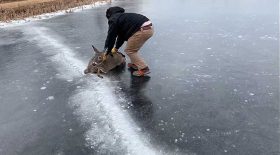 il sauve une biche en la poussant sur un lac gelé