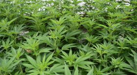 cannabis