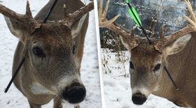un cerf revient flèche dans la tête