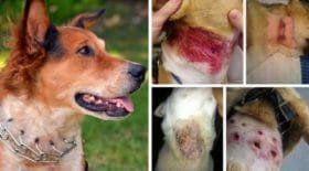 cette-invention-abjecte-pour-les-chiens-suscite-la-colere-internautes