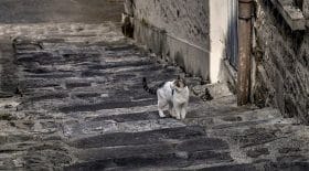 chat