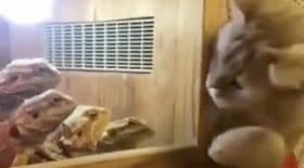 chat vs iguanes