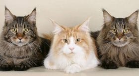 chats