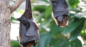 chauves-souris