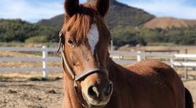 cheval