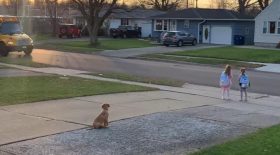 chien golden qui attend le bus des enfants