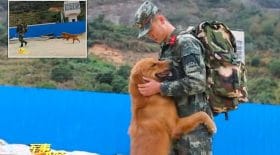 chien militaire
