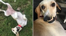 chien moche star tik tok