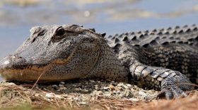 crocodile