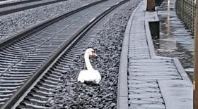 cygne