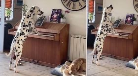 dalmatien piano