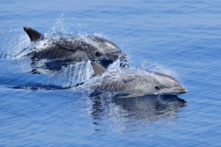 dauphins