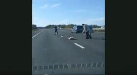 des-automobilistes-sauvent-un-cygne-en-plein-milieu-dune-autoroute