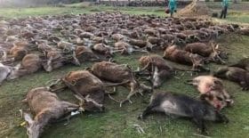 des-chasseurs-massacrent-540-animaux-au-portugal-et-creent-lindignation