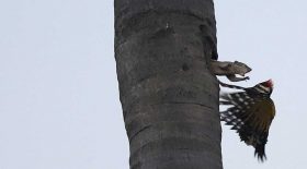 écureuil attaque pic oiseau bruit tronc