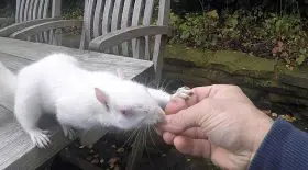 écureuil albinos rare blanc jardin