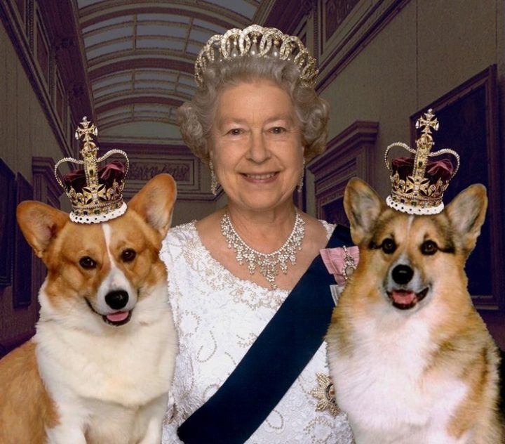 Elizabeth II et ses chiens 